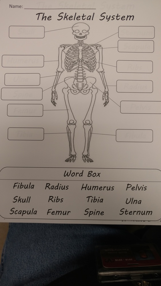 Have Skeleton in Your Classroom?
