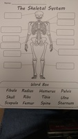 Have Skeleton in Your Classroom?